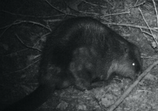 image Le castor d’Europe de retour dans l’Eure : « En matière de biodiversité, c’est plutôt bénéfique »