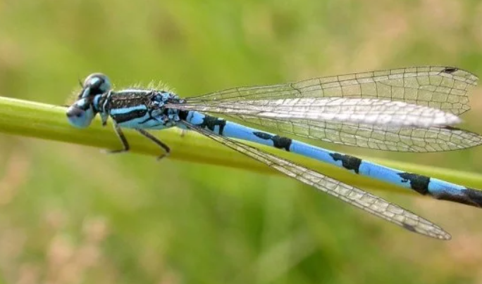 image Le vivant se réveille : c’est le mois d’« agrion »