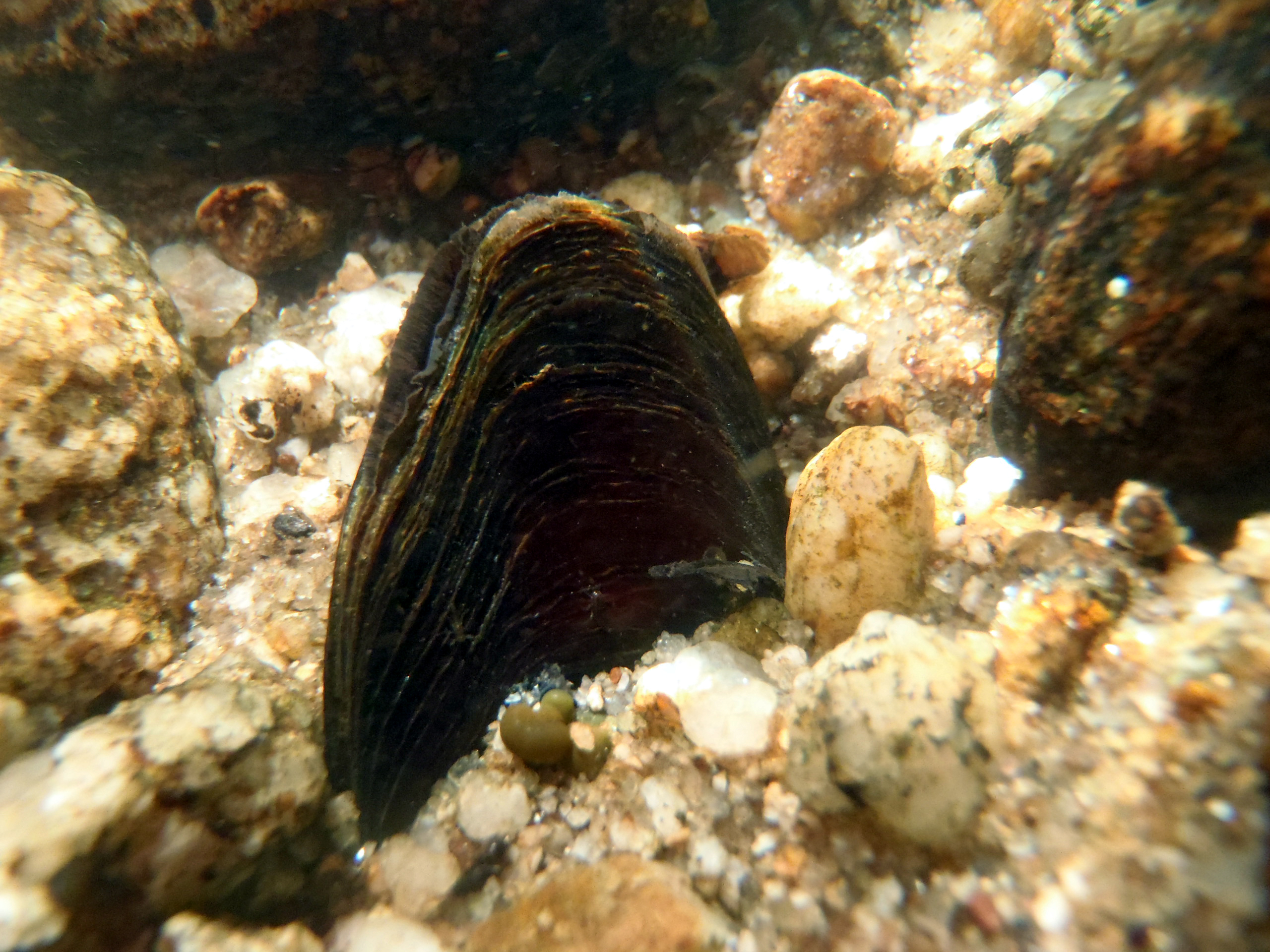 image Un appel urgent en faveur d'une surveillance coordonnée des moules d'eau douce européennes (article en version anglaise)